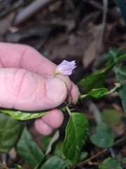 Solanum acanthodapis