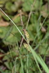 Carex flacca