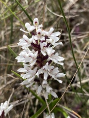 Disa alticola