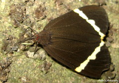 Curoba sangarida