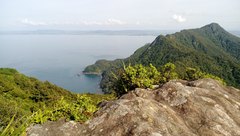 Metrosideros carminea