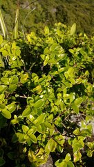 Metrosideros carminea