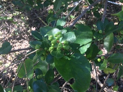 Maytenus procumbens