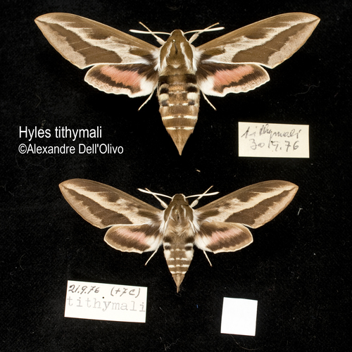 Barbary Spurge Hawk-moth