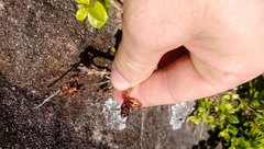 Metrosideros carminea