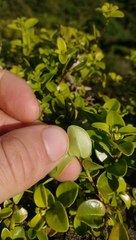 Metrosideros carminea