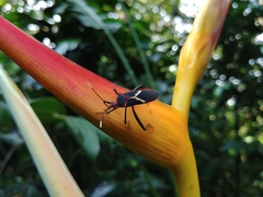 Leptoscelis tricolor
