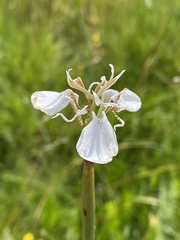 Moraea pubiflora