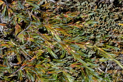 Dracophyllum pronum