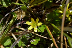 Ranunculus multiscapus