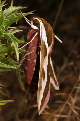 Barbary Spurge Hawk-moth