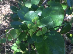 Maytenus procumbens