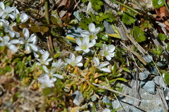 Montia sessiliflora