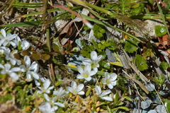 Montia sessiliflora