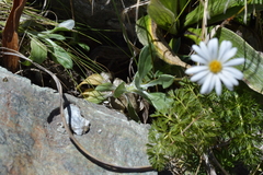 Celmisia verbascifolia