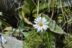 Celmisia verbascifolia