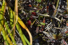 Astelia linearis