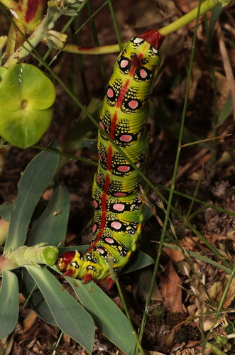 Barbary Spurge Hawk-moth