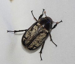 Dermolepida albohirtum