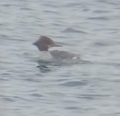 Mergus merganser