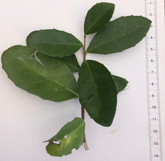 Maytenus procumbens