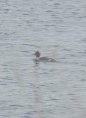 Mergus merganser