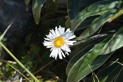 Celmisia verbascifolia