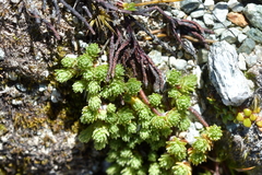 Kelleria paludosa