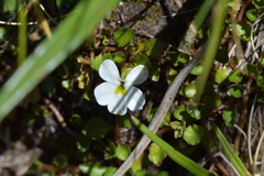 Lobelia glaberrima