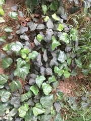 Hedera helix