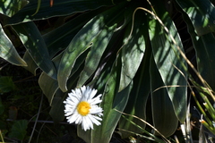 Celmisia verbascifolia