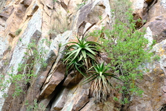 Aloe spicata