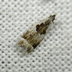 Ardozyga voluta