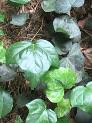Hedera helix