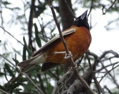 Ploceus rubiginosus trothae