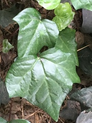 Hedera helix