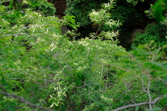 Senegalia schweinfurthii