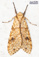 Lophocampa distincta