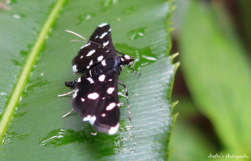 Dotted Sable