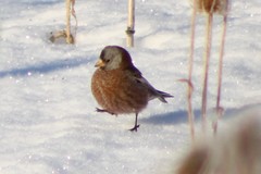 Leucosticte tephrocotis littoralis