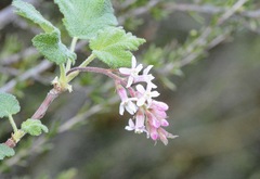 Ribes malvaceum malvaceum
