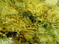 Ophiarachnella ramsayi