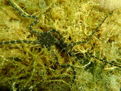 Ophiarachnella ramsayi