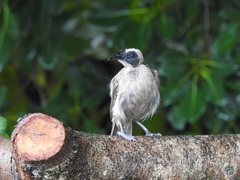 Philemon buceroides yorki