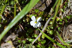 Lobelia glaberrima