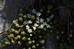 Kelleria croizatii