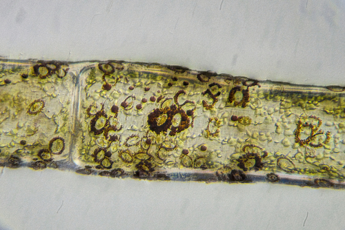 Cladophora vadorum