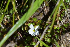 Lobelia glaberrima