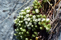 Kelleria croizatii