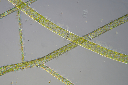 Cladophora vadorum